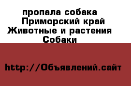 пропала собака - Приморский край Животные и растения » Собаки   
